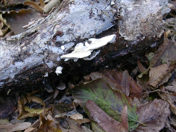 818 Ottobre vecchio ritrovamento